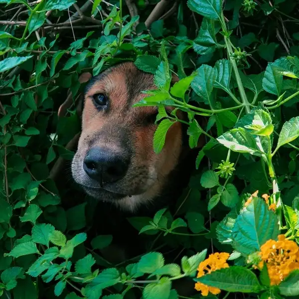 toxicity of croton plants