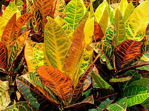 ultimate guide to croton plant care