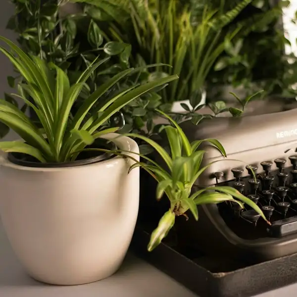 use of spider plants in home décor