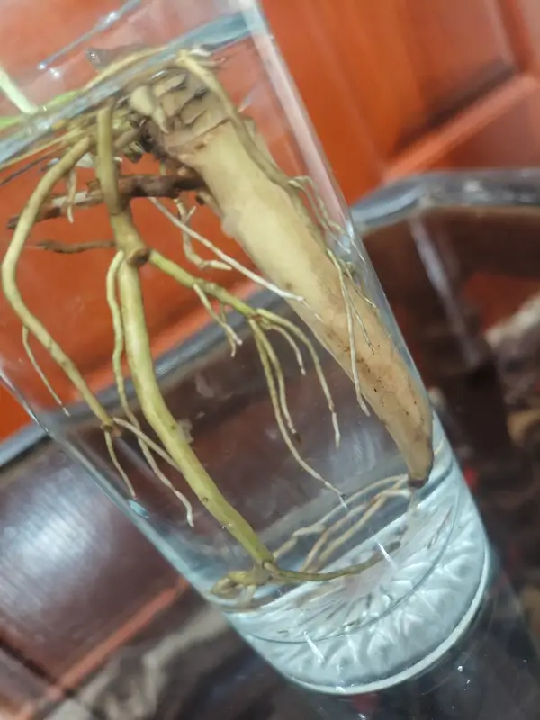 How to Propagate Dracaena - Step by Step Dracaena Propagation Guide