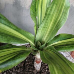 A healthy potted corn plant indoors, illustrating how to care for dracaena fragrans with bright indirect light.