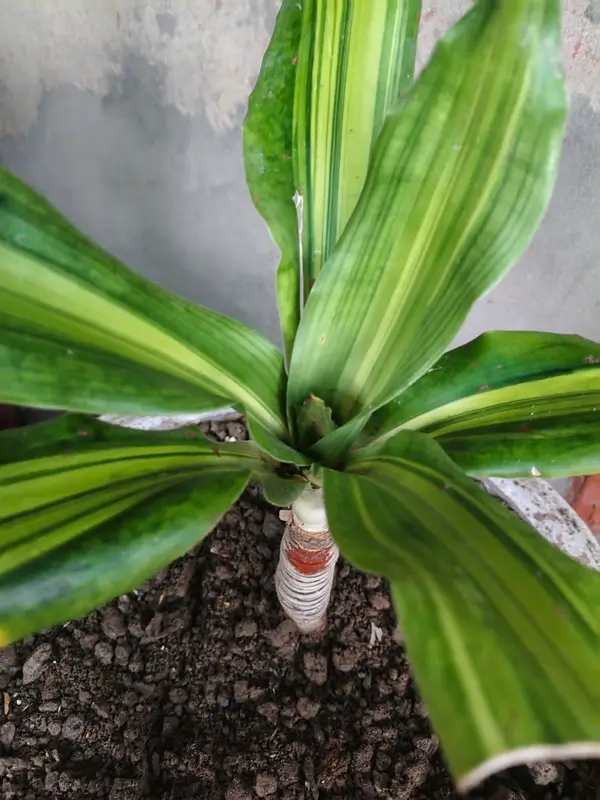 Can dracaena grow in water - Healthy Dracaena plant cutting with green foliage setup for dracaena water propagation.