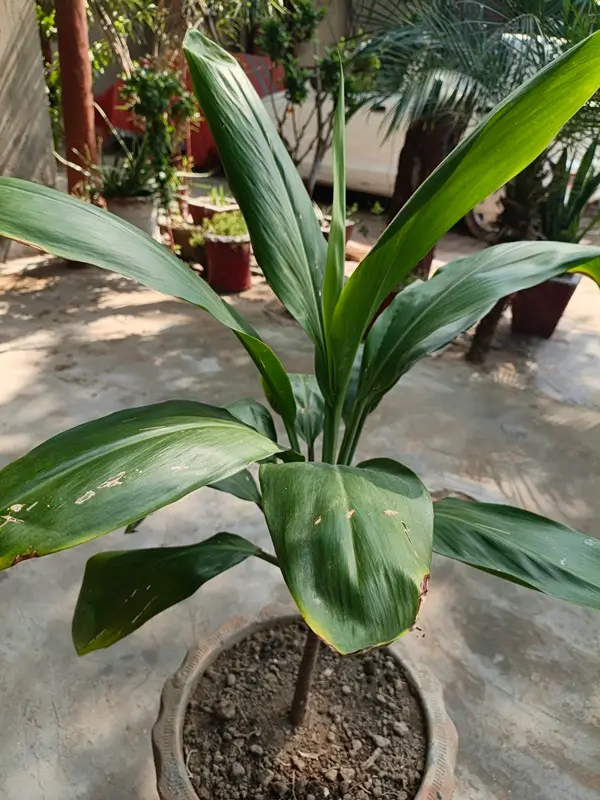Can dracaena grow in water showing healthy white roots in a clear glass container