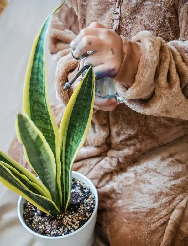 water snake plant