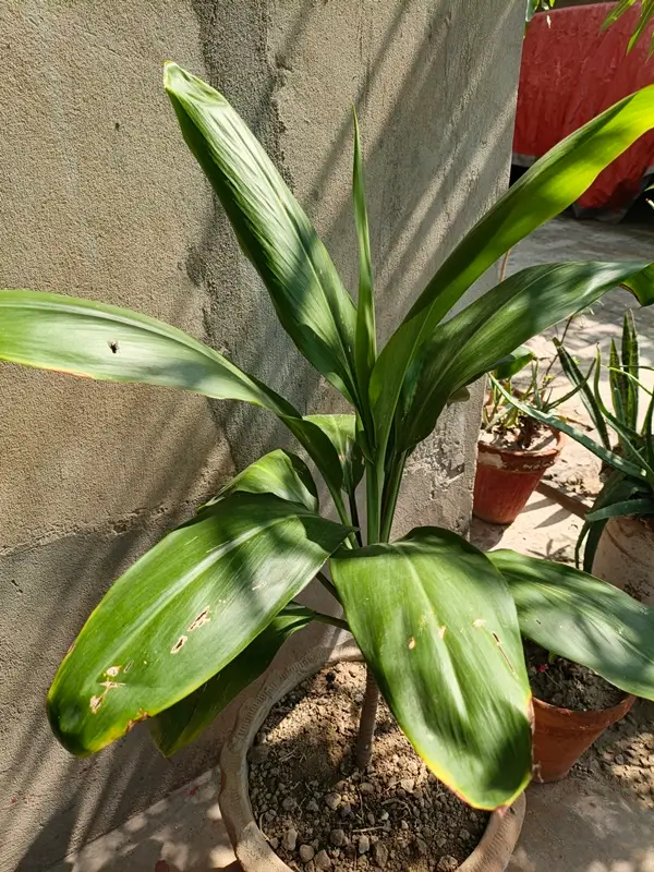 Can dracaena grow in water with bright indirect sunlight near window
