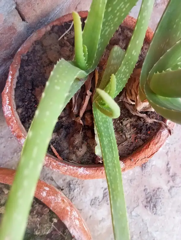 watering aloe vera plant