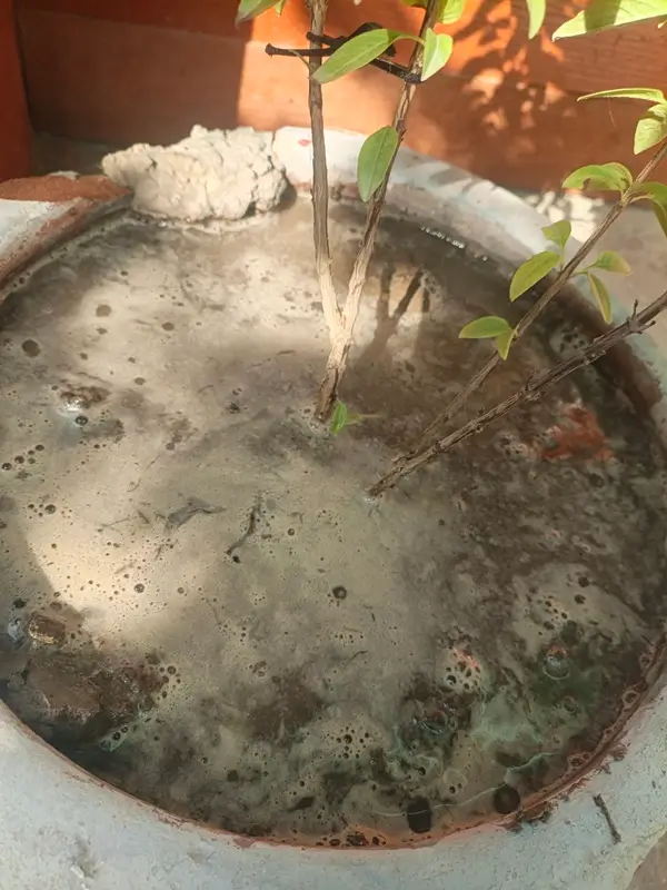 how to water basil ant