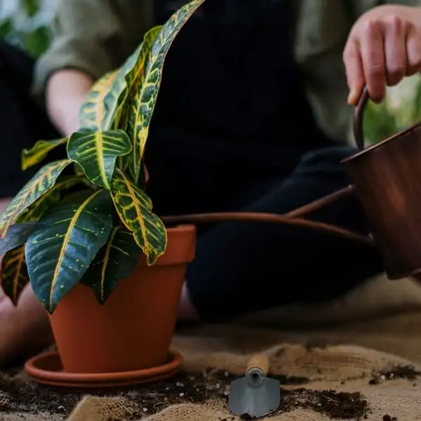 watering croton plants outdoor in the pot