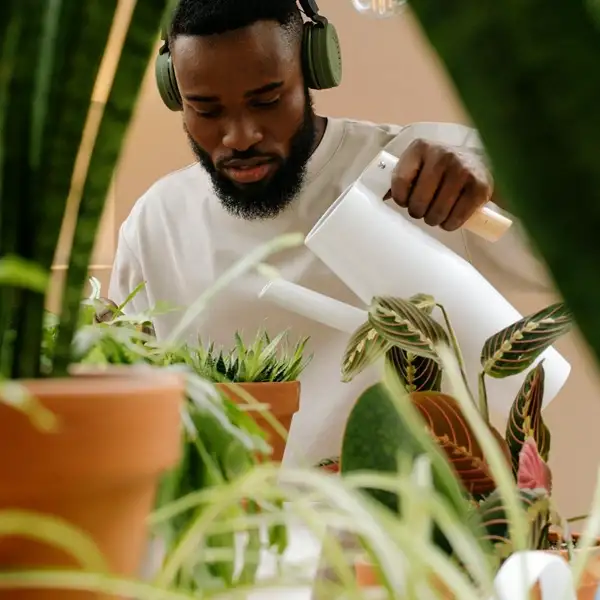 watering snake plant