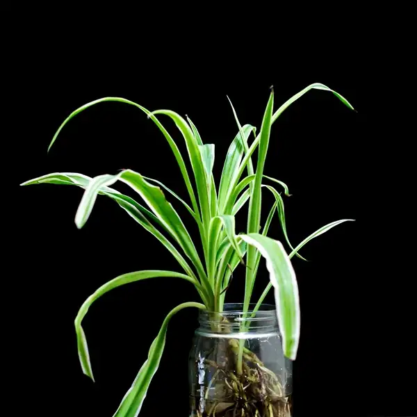 what are spider plants good for