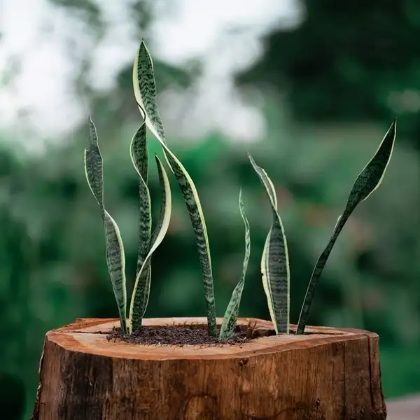 what are the benefits of a snake plant