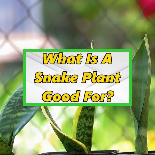 what is a snake plant good for