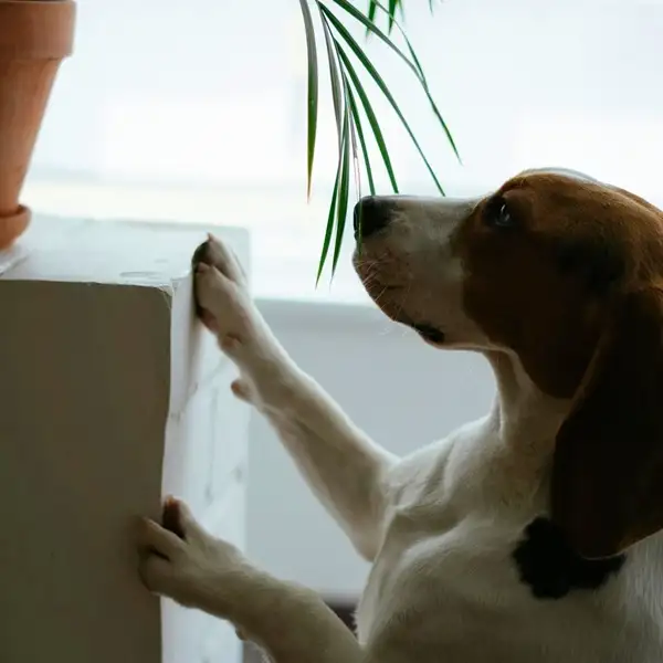 what to do if dog eats a snake plant