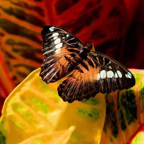 a butterfly sitting on croton plant leaves - what to plant with croton