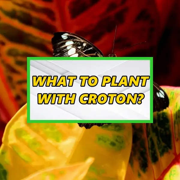 what to plant with croton and what to avoid