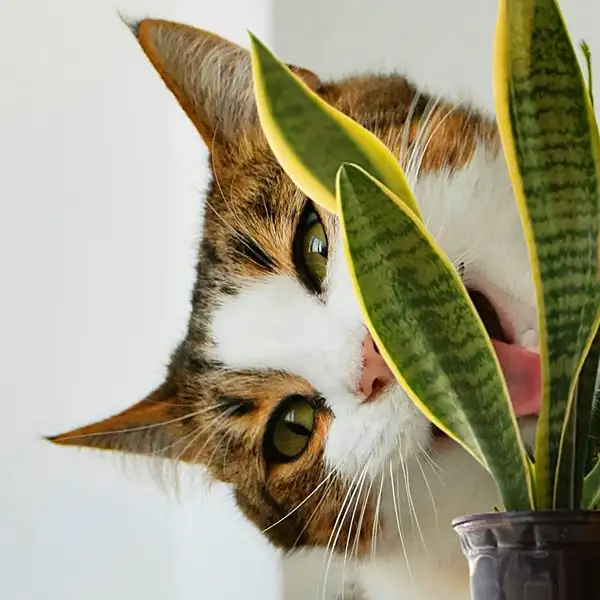 when a cat eats a snake plant