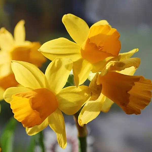 when to plant daffodils