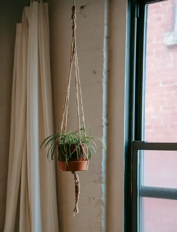 when to propagate spider plant