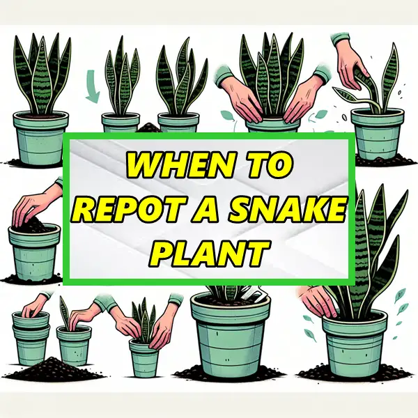 when to repot a snake plant