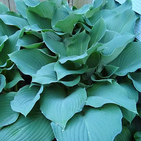 when to split hostas full easy guide
