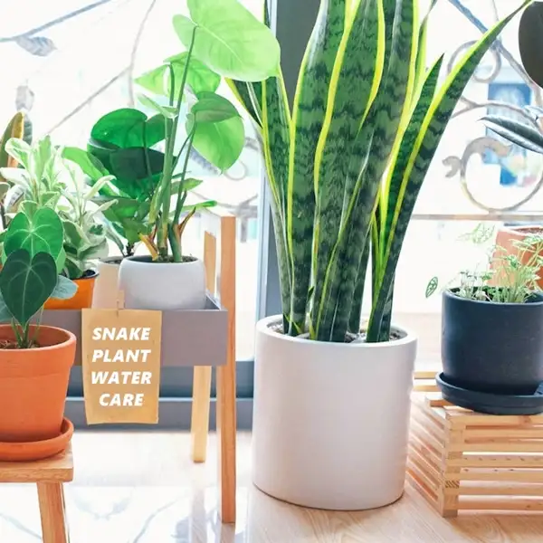 when to water a snake plant