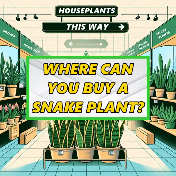 where can you buy a snake plant