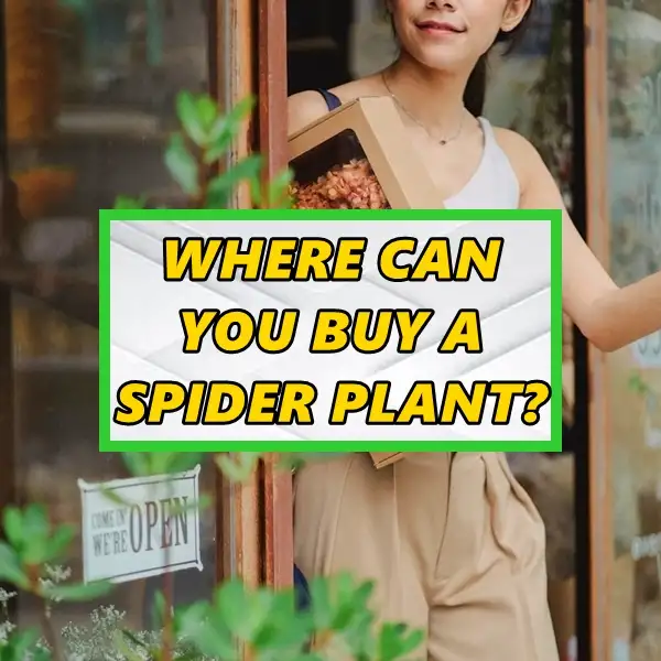 where can you buy a spider plant – best sources guide