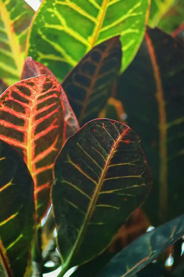 where to place croton indoors