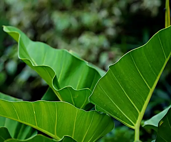 why are the leaves on my philodendron turning yellow