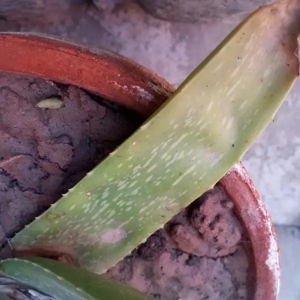 why is my aloe vera plant dying