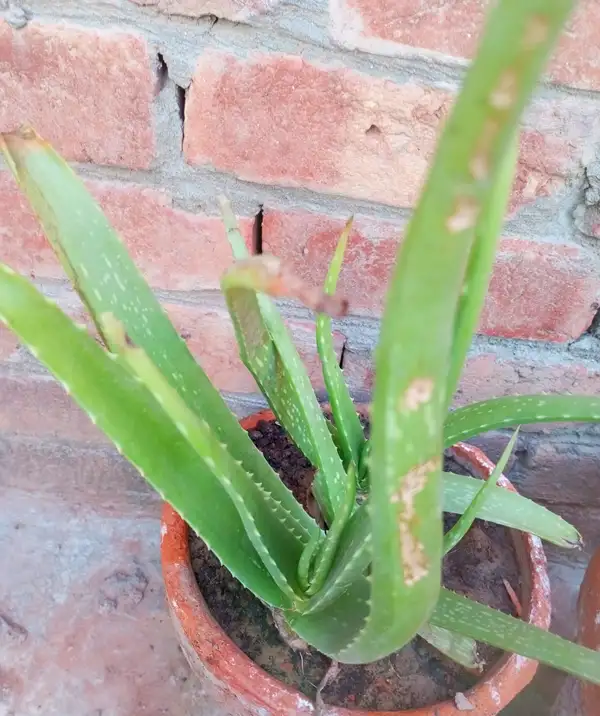 why is my aloe vera plant turning brown