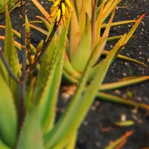 why is my aloe vera plant turning yellow