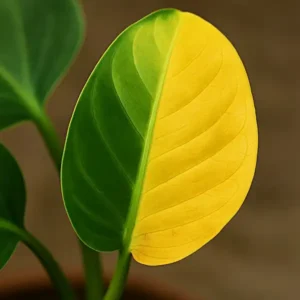 why is my philodendron turning yellow