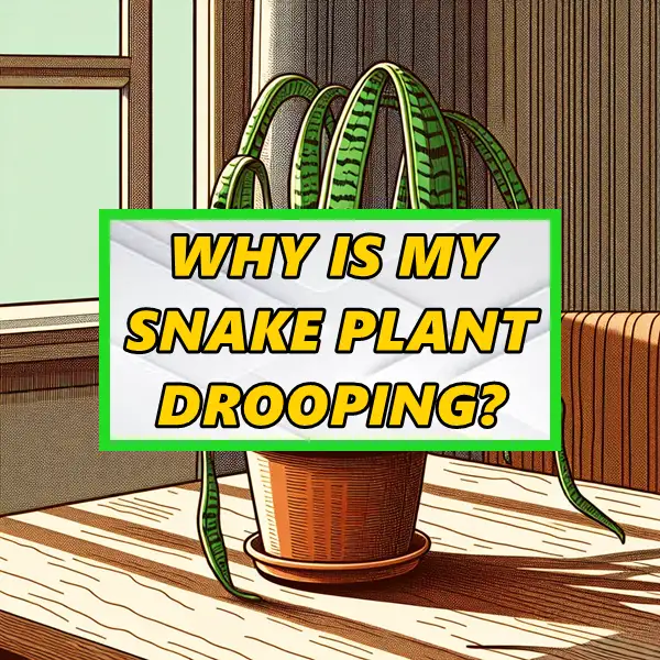 why is my snake plant drooping