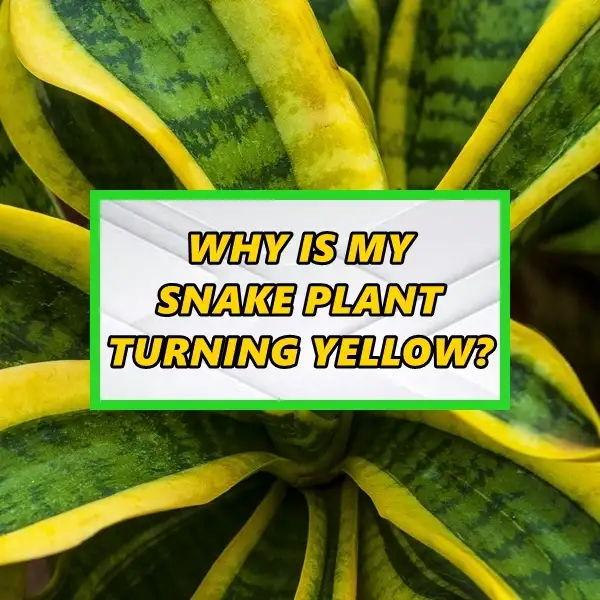 why is my snake plant turning yellow