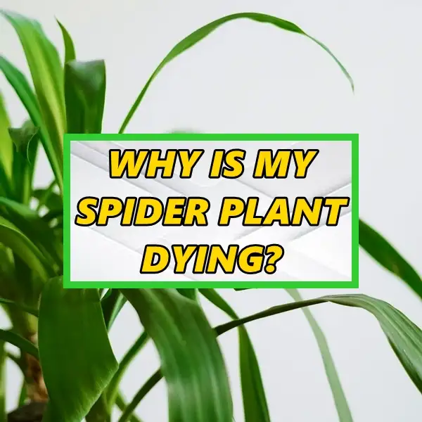 why is my spider plant dying all causes and best solutions