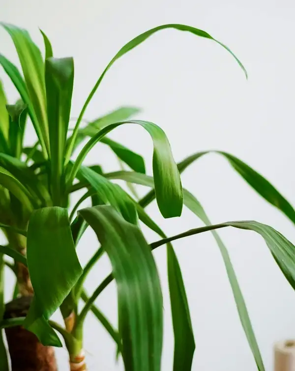 why is my spider plant dying