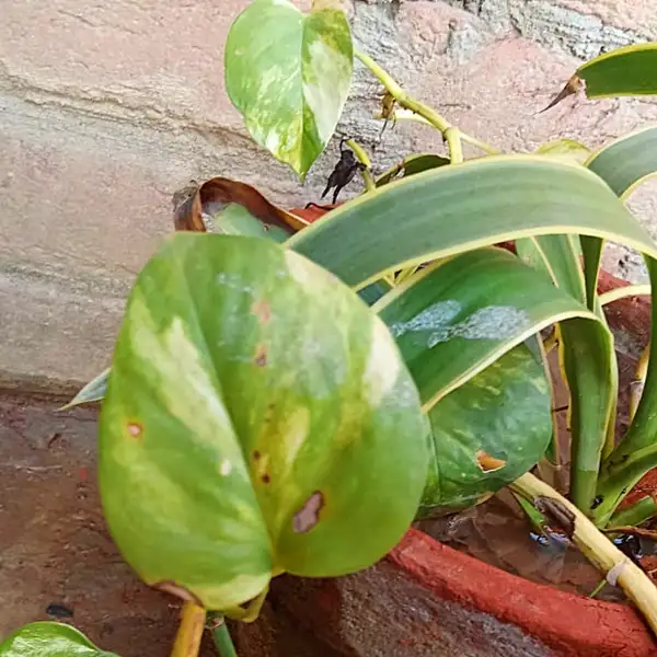 yellow pothos plant