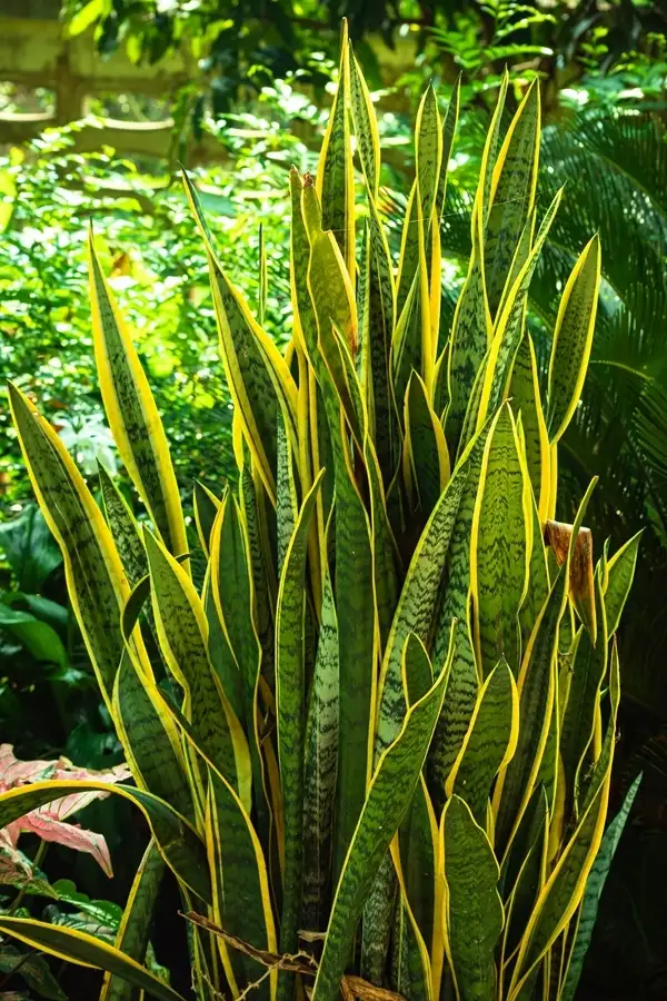 yellowing snake plant